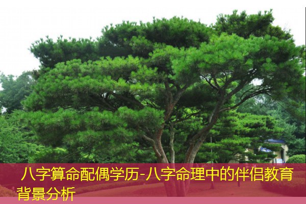  八字算命配偶学历-八字命理中的伴侣教育背景分析