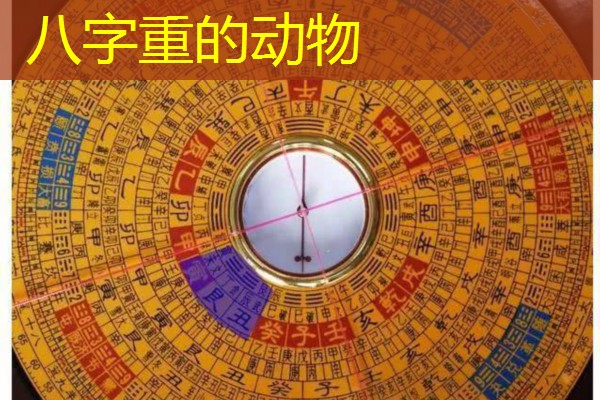  八字重的动物